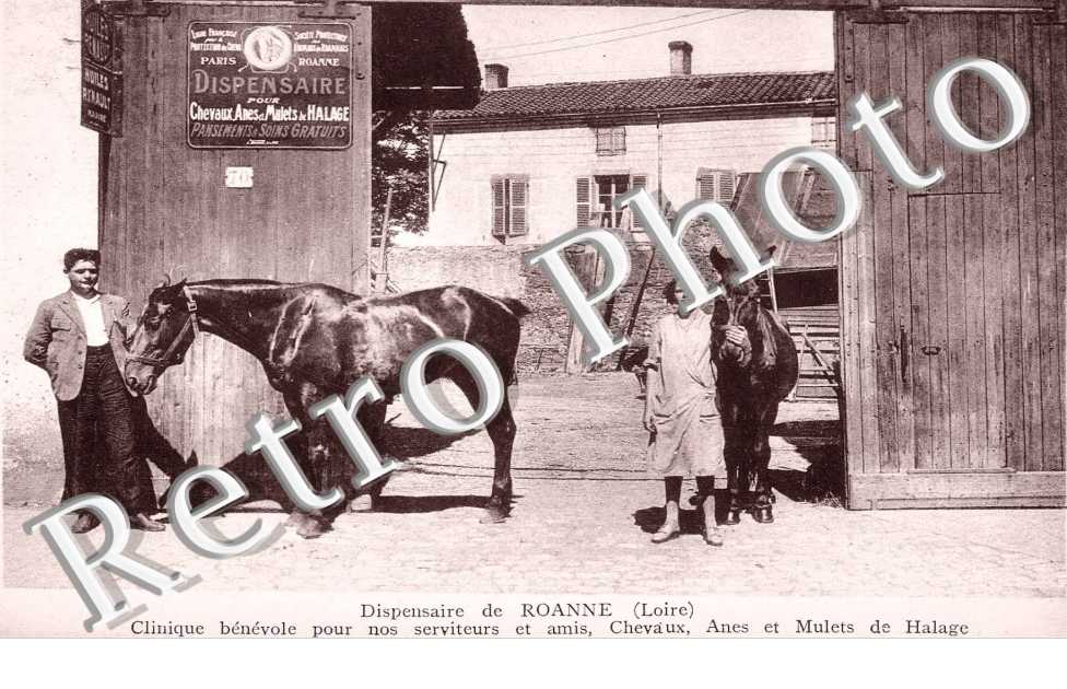 dispensaire de roanne, clinique benevole pour nos serviteurs et amis, chevaux, anes et mulets de halage
