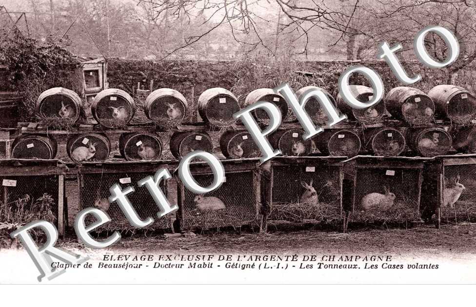 Elevage exclusif de l'Argente de Champagne -Clapiers de Beausejour - Docteur Mabit