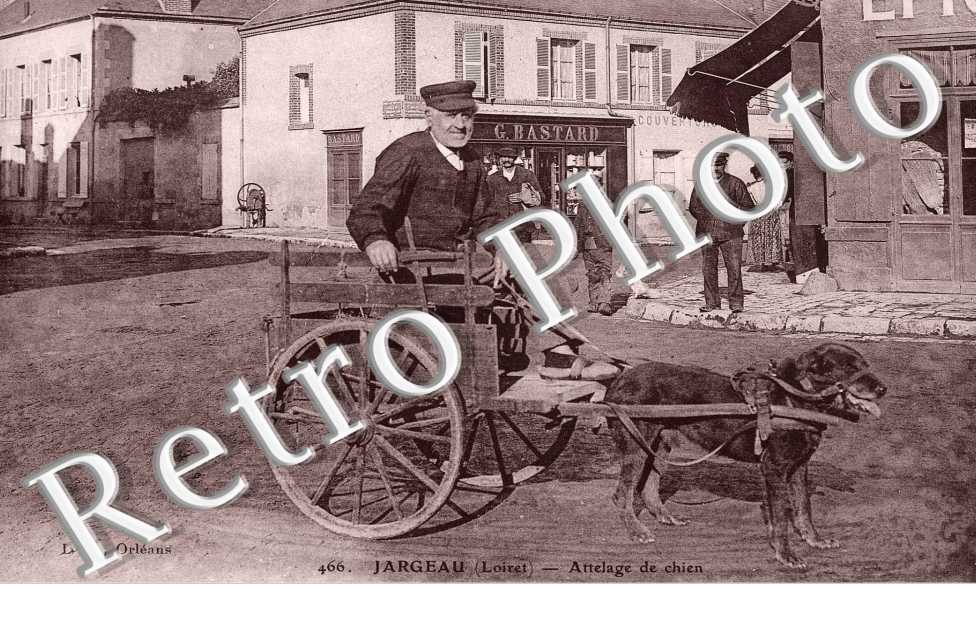 Attelage de chien