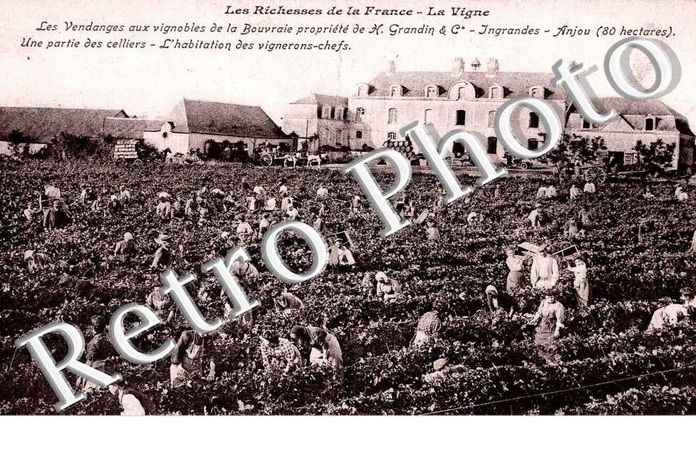 les vendange aux vignobles de la Bouvraie propriete de H.Gandin&cie