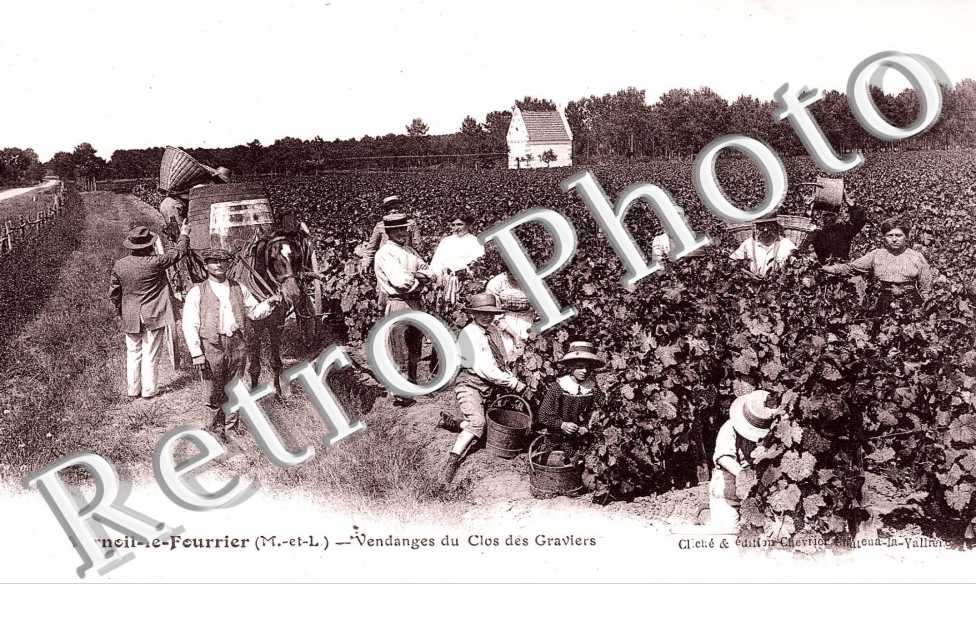 Vendanges du clos des graviers - viticulture