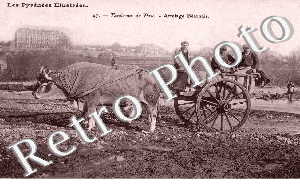 Attelage Bearnais