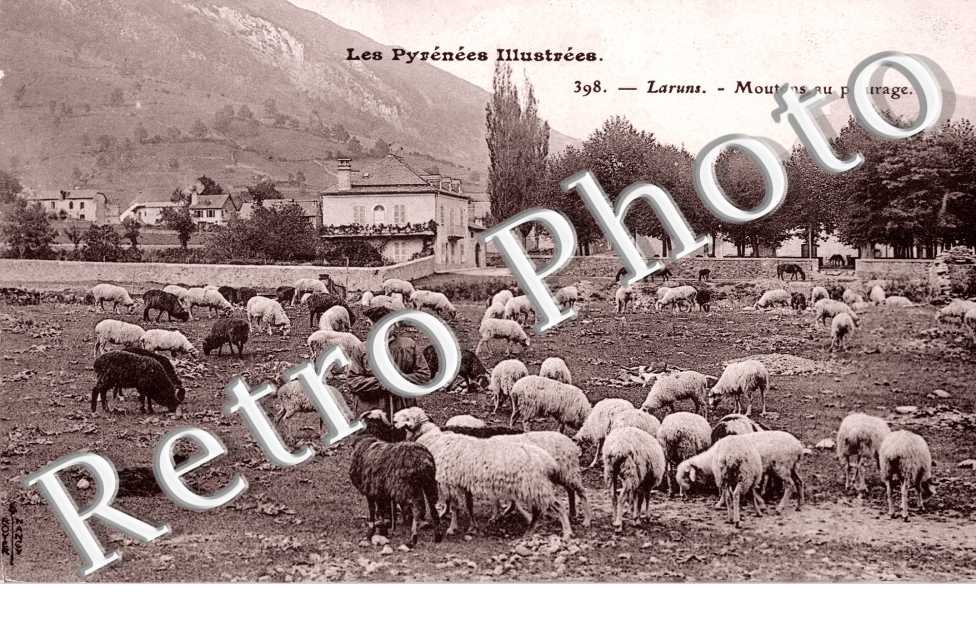 MOUTONS AU PATURAGE 