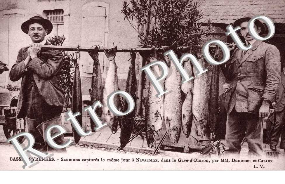 saumons captures le meme jour dans le gave d'Oloron par MM Dunouau et Cazaux