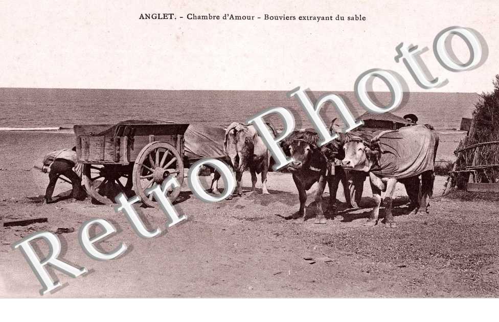 Chambre d'Amour - Bouviers extrayant du sable