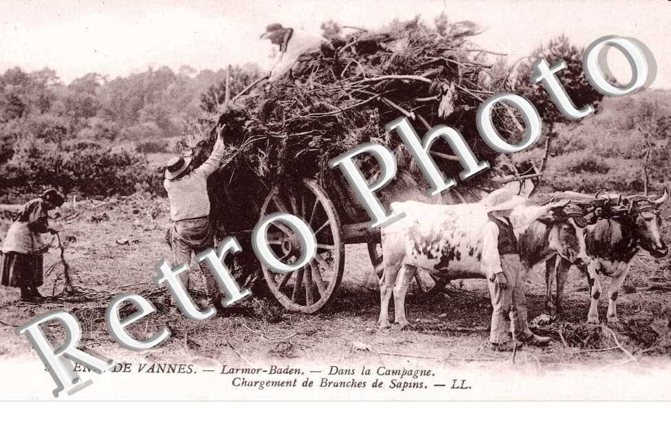 Chargement de branches de sapins