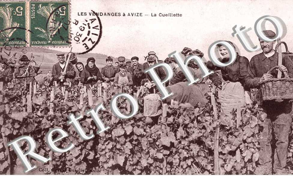 les vendanges a  Avize - la cueillette