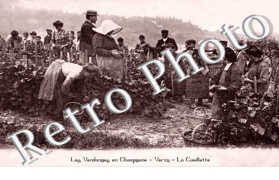 Les Vendanges en Champagne - Verzy - la cueillette