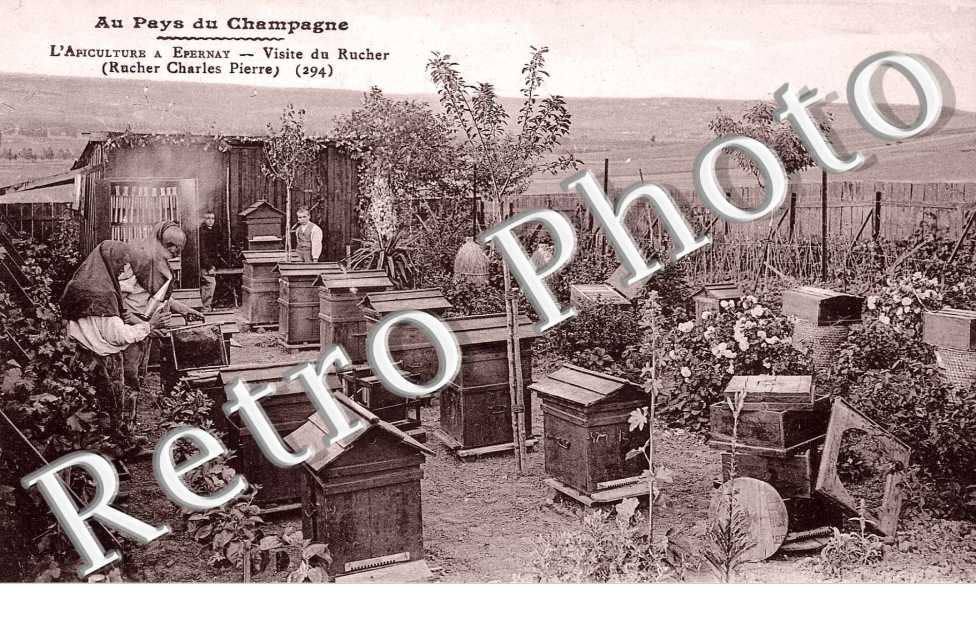 L'apiculture - visite du Rucher ( Charles Pierre)