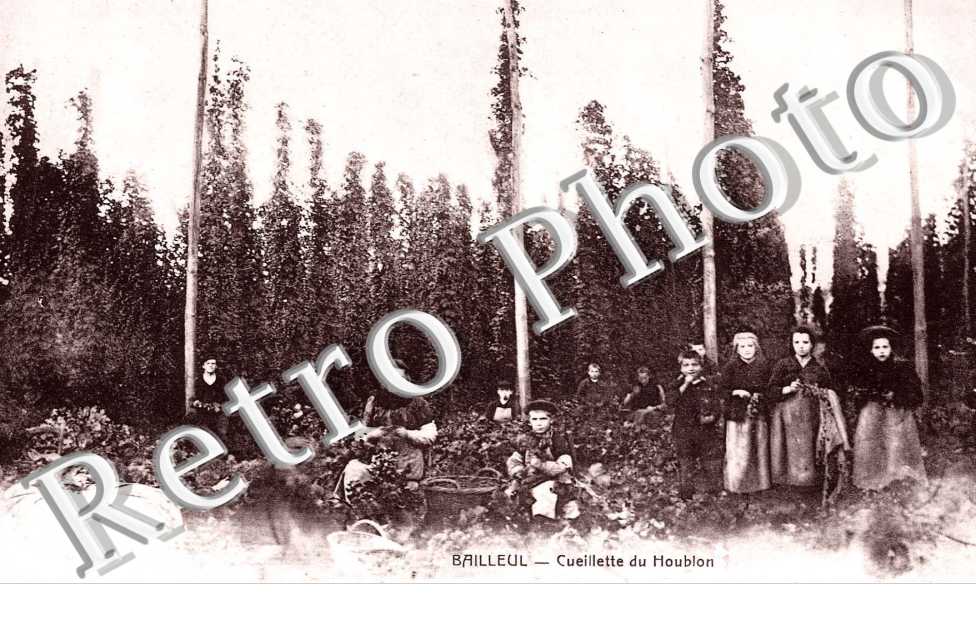 cueillette du houblon
