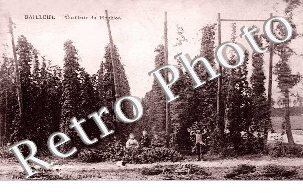cueillette du houblon