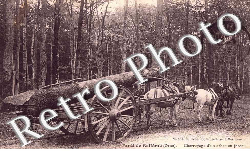 Charroyage d'un arbre en foret