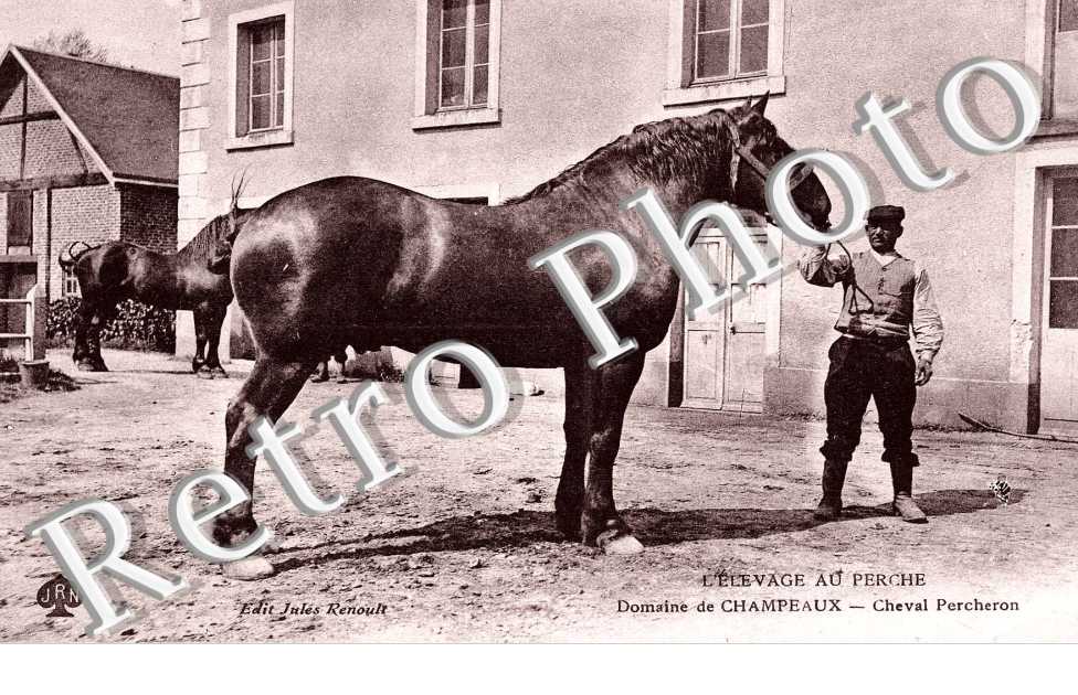 L'elevage au Perche  Domaine de Champeaux Cheval Percheron
