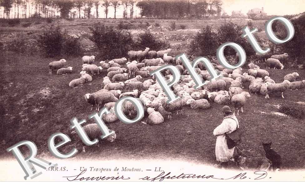 UN TROUPEAU DE MOUTONS