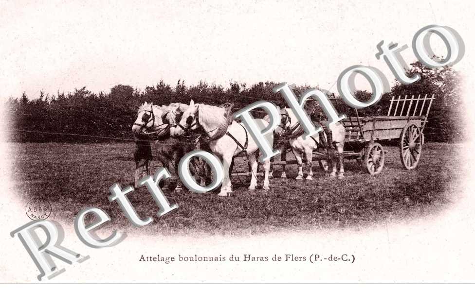 attelage boulonnais du haras de Flers
