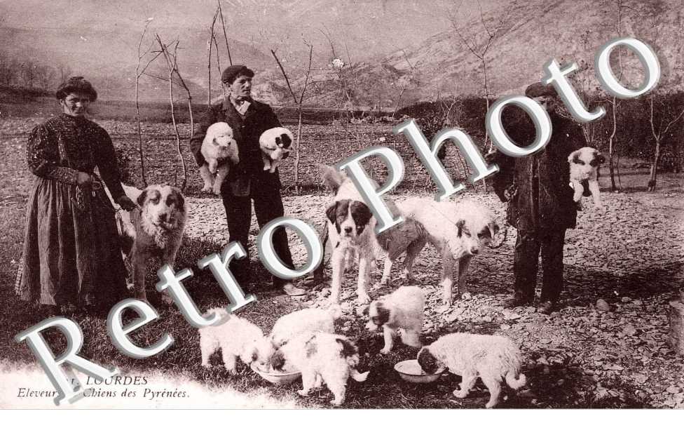 ELEVEURS DE CHIENS DES PYRENNEES 