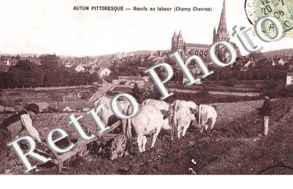 BOEUFS AU LABOUR