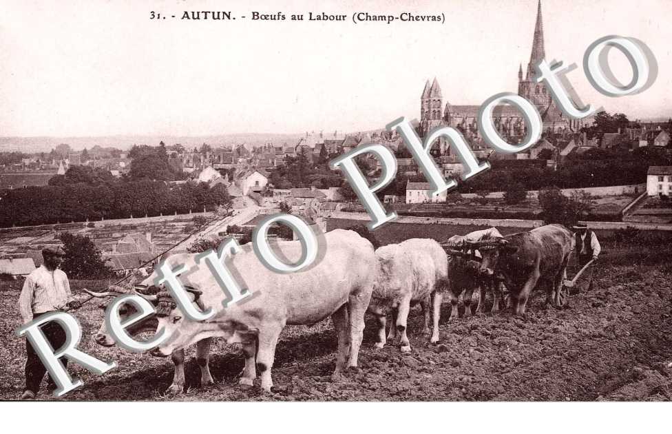 Boeufs au labour - agriculture