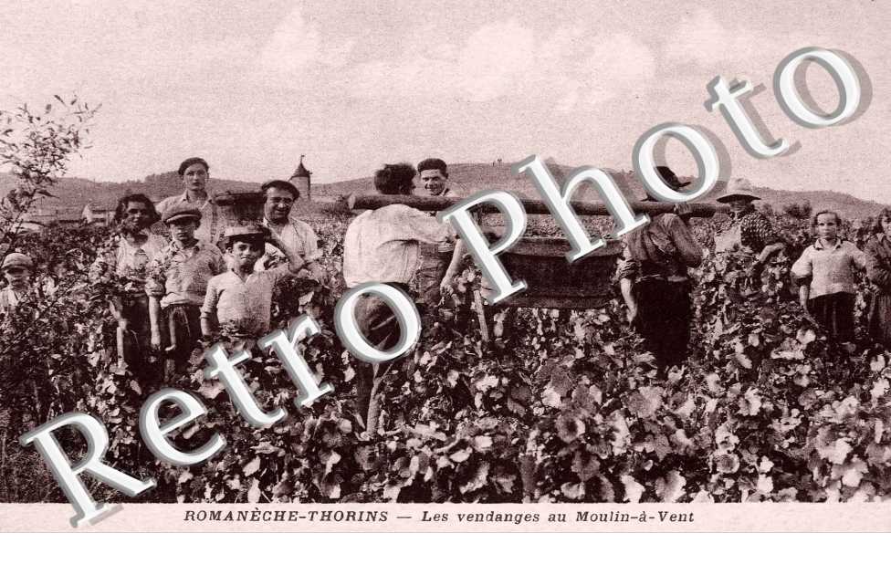 Les vendanges au  Moulin a Vent