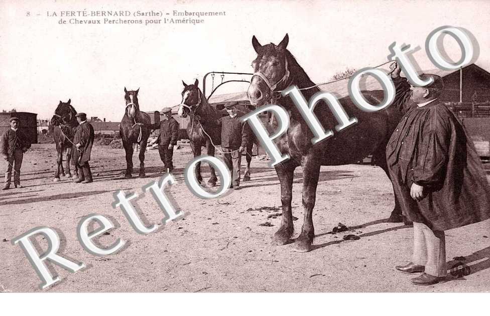 embarquement de chevaux Percherons pour l'Amerique