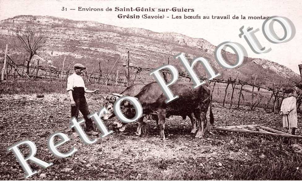 Les Boeufs au travail de la montagne
