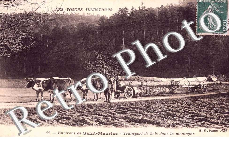 Transport de bois dans la montagne
