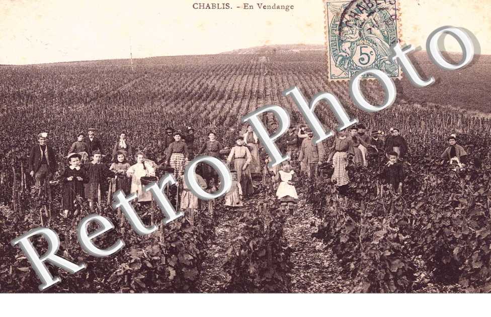 en vendange