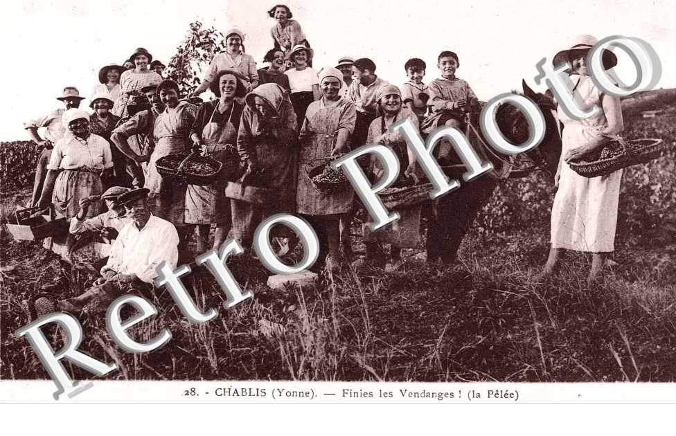 finies les vendanges! la pelee