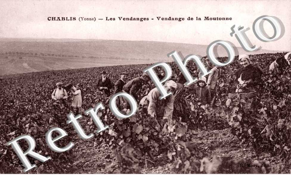 Les vendanges, vendange de la Moutonne