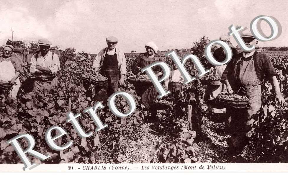les vendanges
