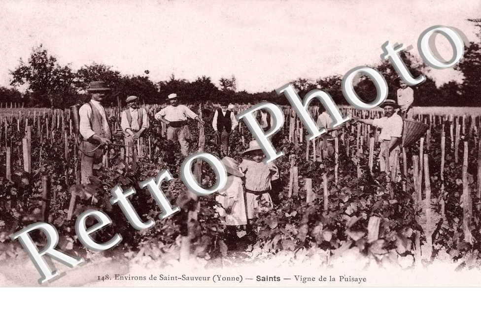 Vigne de la Puisaye