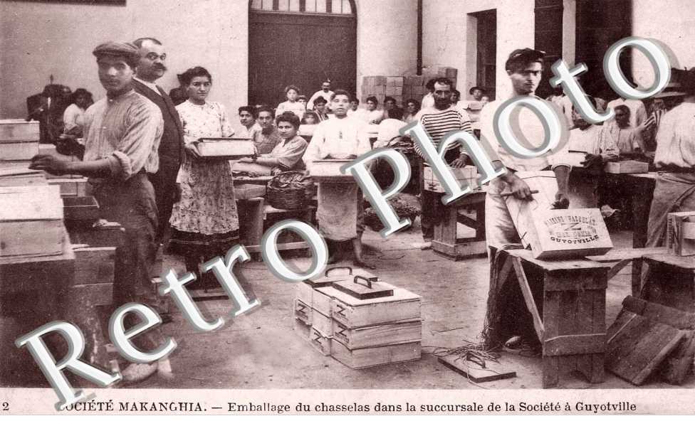 Emballage du Chasselas dans la Succursale de la Société à Guyotville