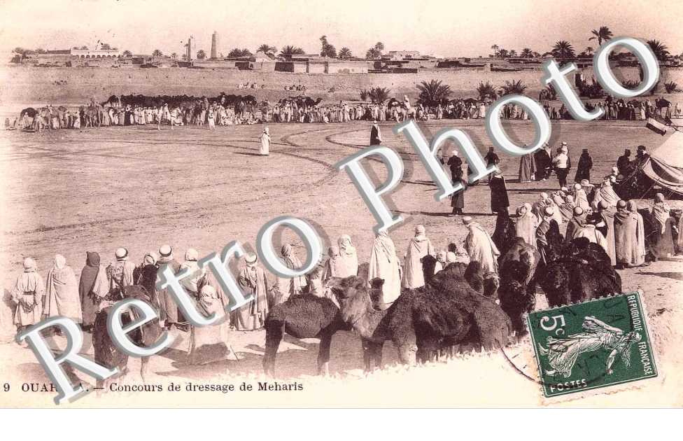 Concours de dressage de Meharis