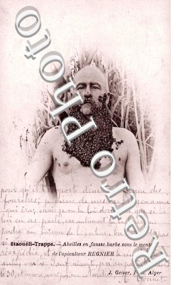 Abeilles en fausse barbe de l'apiculteur Regnier