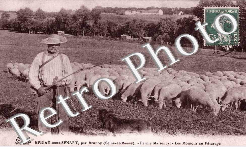 Ferme Marienval - Les Moutons au patirage