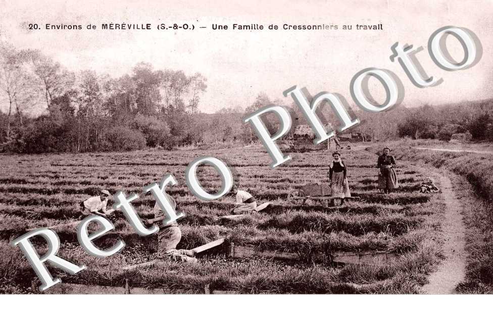 UNE FAMILLE DE CRESSONNIERS