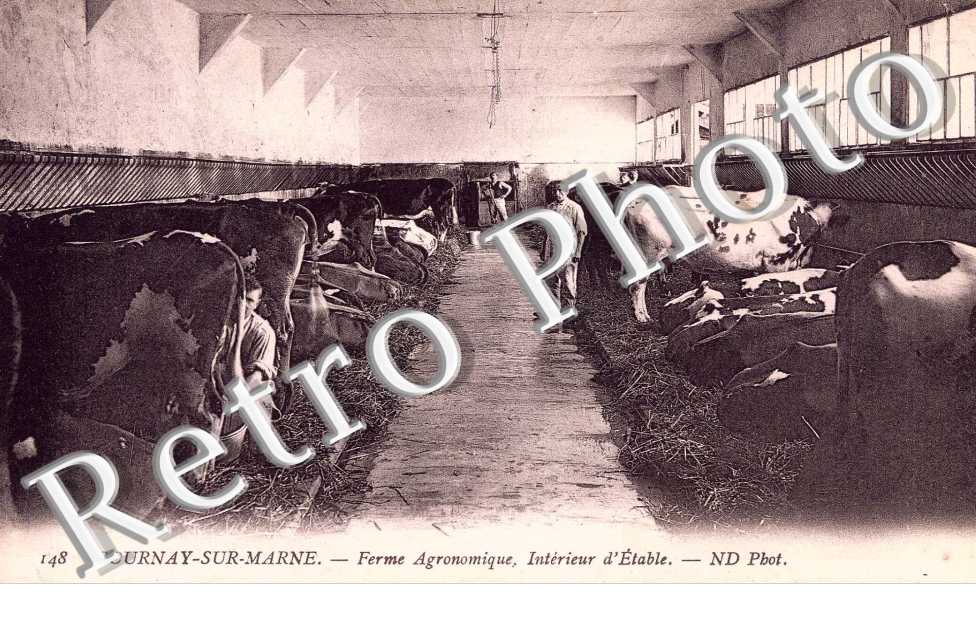 Ferme agronomique - interieur de l'etable - elevage