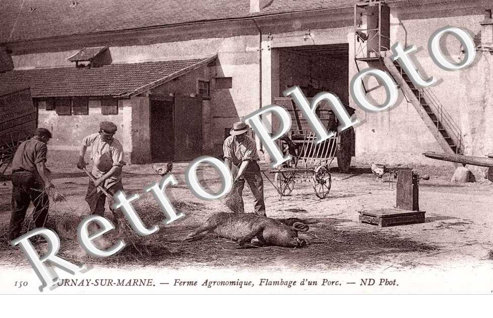 Ferme agronomique - Flambage d'un porc - elevage