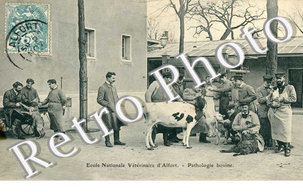 Ecole nationale vétérinaire d'Alfort - pathologie bovine