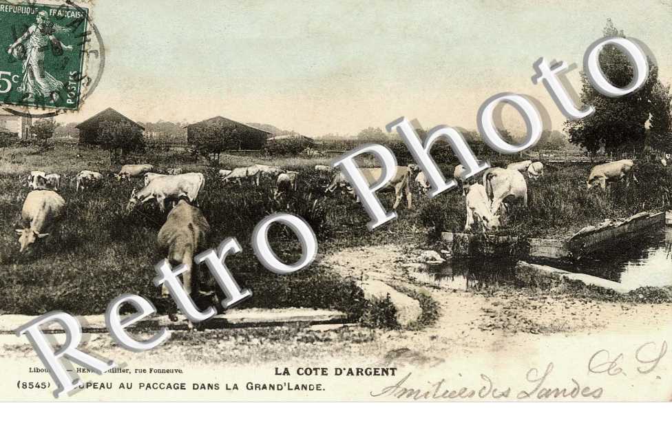 Troupeau au paccage dans la grand'lande