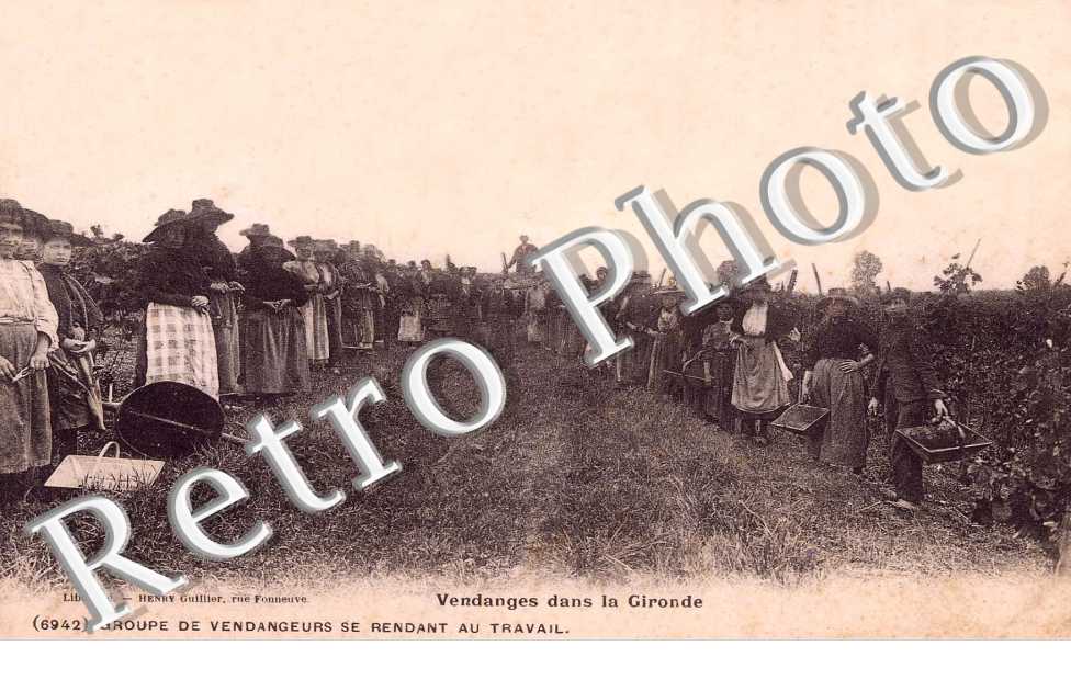 Vendanges dans  la Gironde