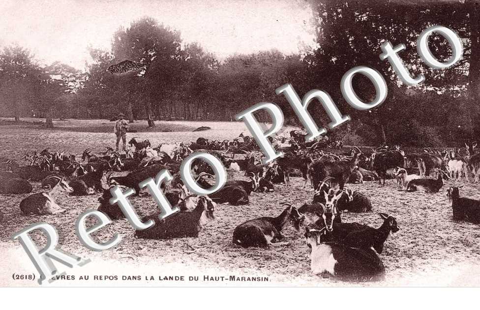 chevres au repos dans la lande du Haut-Maransin