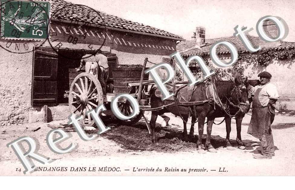 Vendanges dans le Medoc  L'arrivee du raisin au pressoir