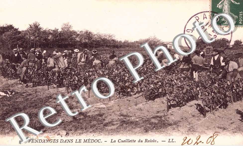 Vendanges dans le Medoc  La cueillette du raisin