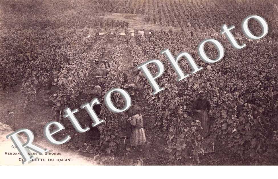 Vendanges dans la Gironde  Cueillette du raisin