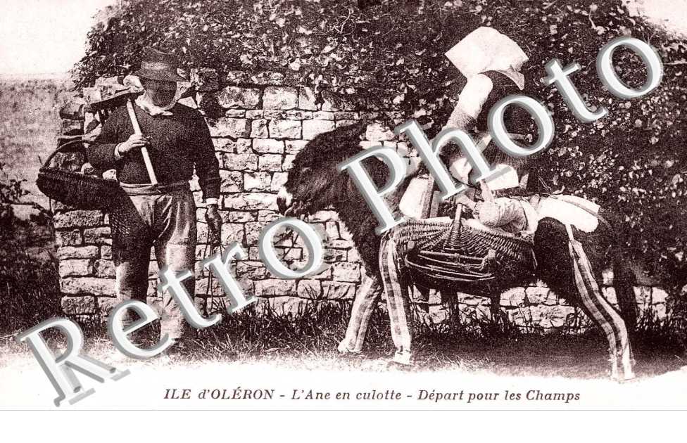l'ane en culotte