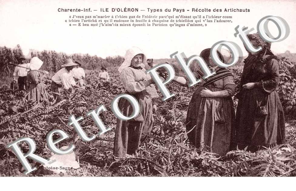 La recoltedes artichauts