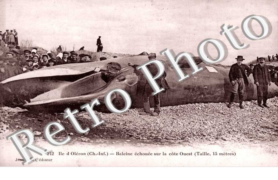 Baleine échouée sur la côte ouest