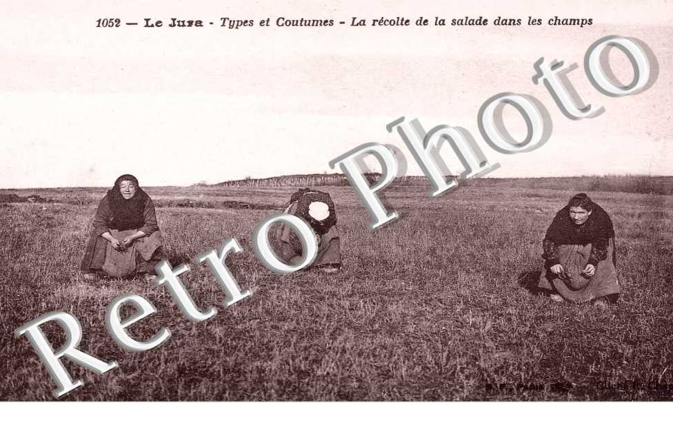La Recolte de la Salade dans les Champs