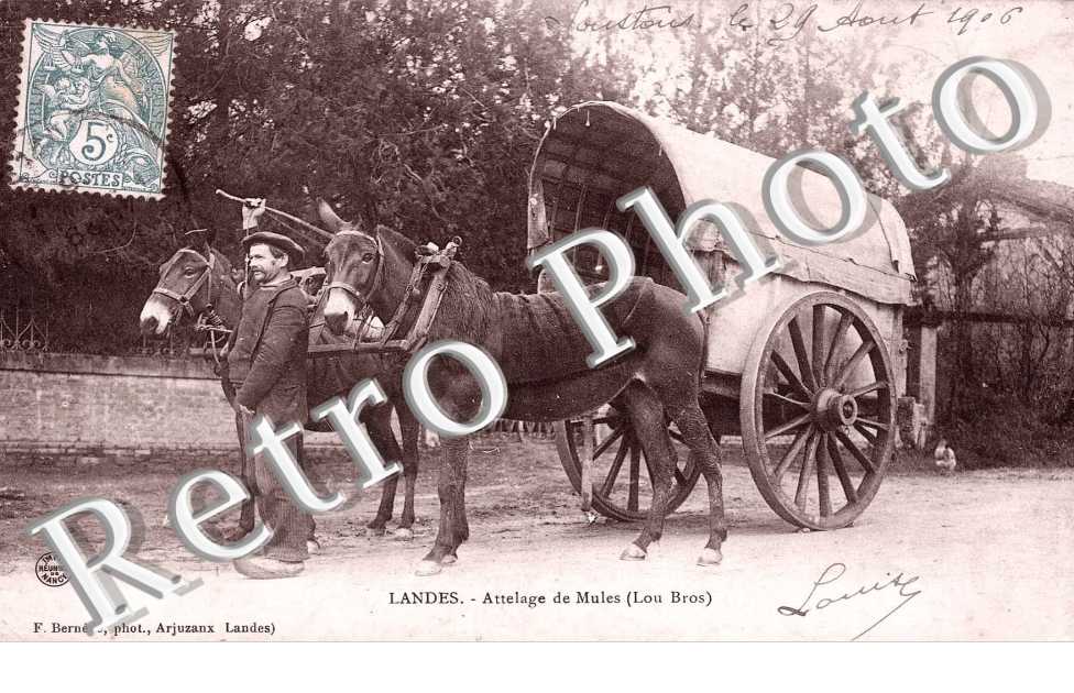 Attelage de mules
